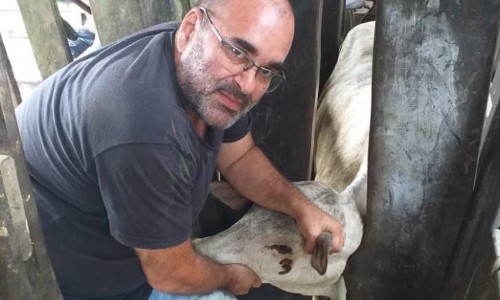Prefeitura de Barra do Piraí segue com vacinação contra brucelose
